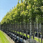 Acer s. 'Pyramidale' 14-16 HO container
