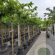 Morus alba 'Fruitless' 10-12 HO container dakvorm
