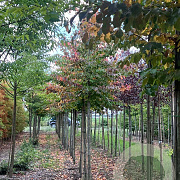 Parrotia persica 12-14 HO draadkluit
