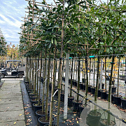 Prunus l. 'Caucasica' 8-10 HO container
