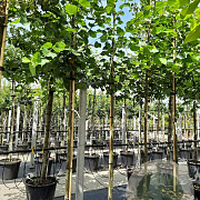 Tilia europaea 'Pallida' 12-14 HO container