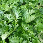 Acanthus mollis 'Hollard's Gold' GM P9