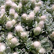 Antennaria dioica borealis GM P9