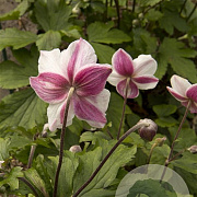Anemone Dainty Swan GM P9