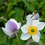 Anemone 'Elfin swan' GM P9