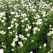 Anemone m. 'Major' GM P9