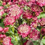 Astrantia 'Moulin Rouge' GM P9