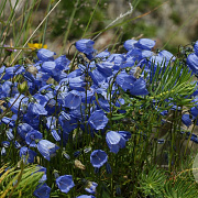 Campanula cochl. 'Blue Baby' GM P9