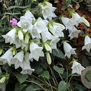 Campanula cochl. 'White Baby' GM P9