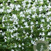 Calamintha n. 'Marvelette White' GM P9