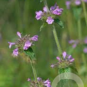 Clinopodium vulgare GM P9