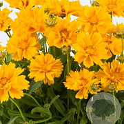 Coreopsis gr. 'Presto' GM P9