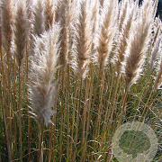 Cortaderia s. 'Pumila' GM P9