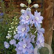 Delphinium (P) 'Magic F. Sky Blue' GM P9
