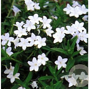 Glandora d. 'Alba' GM P9