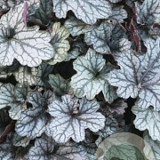 Heuchera 'Jade Gloss' GM P9