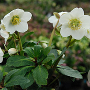 Helleborus n. 'Praecox' GM P9