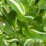 Hosta 'Undulata Univittata' GM P9