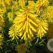 Kniphofia 'Banana Popsicle' GM P9