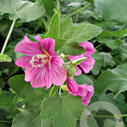 Lavatera 'Bredon Springs' GM P9