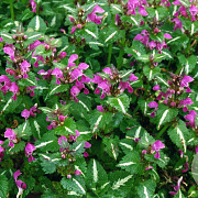 Lamium mac. 'Roseum' GM P9
