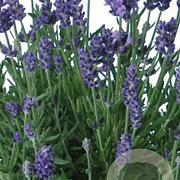 Lavandula ang. 'Ellagance Purple' GM P9