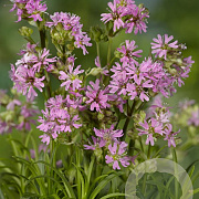 Lychnis alpina 'Rosea' GM P9