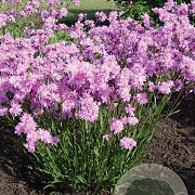 Lychnis flos-cuculi 'Petite Jenny' GM P9
