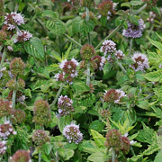 Mentha aquatica GM P9