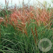 Miscanthus sin. 'Rotsilber' GM P9
