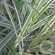 Miscanthus sin. 'Variegatus' GM P9
