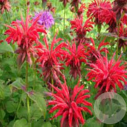 Monarda 'Panorama Red Shades' GM P9