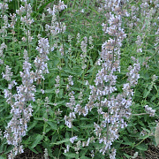 Nepeta 'Gletschereis' GM P9