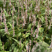 Persicaria a. Alba Junior GM P9