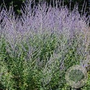Perovskia atriplicifolia GM P9