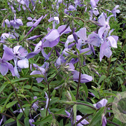 Phlox div. 'Clouds of Perfume' GM P9