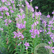 Physostegia v. 'Rosea' GM P9