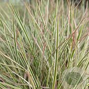Schizachyrium sc. 'Chameleon' GM P9