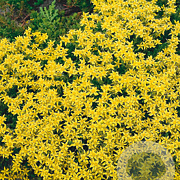 Sedum acre GM P9