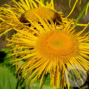 Telekia speciosa GM P9