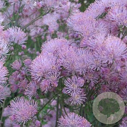 Thalictrum a. 'Thundercloud' GM P9