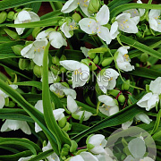 Tradescantia (A) 'Alba' GM P9