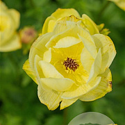 Trollius 'Cheddar' GM P9