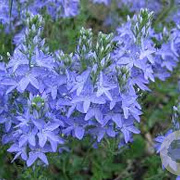 Veronica austriaca GM P9