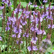 Verbena hastata GM P9