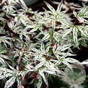Acer pal. 'Ukigumo' 125-150 cm 20L