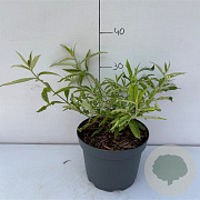 Buddleja davidii 'Magda's Gold Knight' 30-40 cm 3,5L