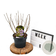 Caryopteris cland. 'Kew Blue' 40-60 cm 3,0L