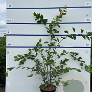 Amelanchier lamarckii 150-175 cm 20L meerstammig
