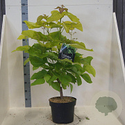 Catalpa bignonioides 'Aurea' 80-100 cm 10L meerstammig